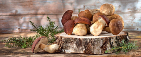 Penis Envy Mushrooms