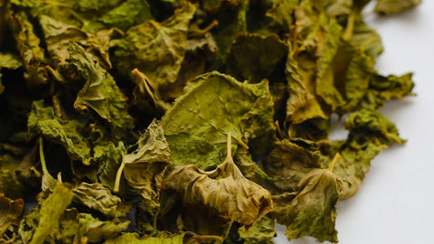 Nature's Treasures: Unlocking Gotu Kola Seeds